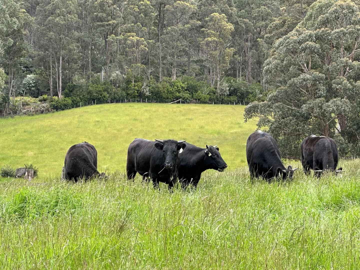 Additional image 2 of 64 Mersey Forest Road, Liena TAS 7304
