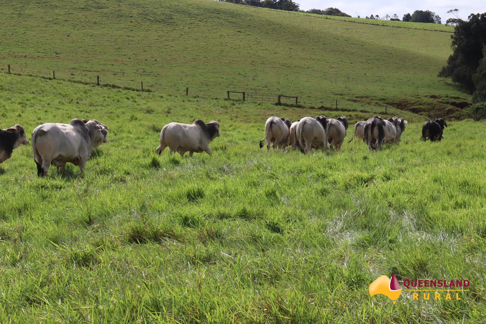 Additional image 2 of Tarzali QLD 4885