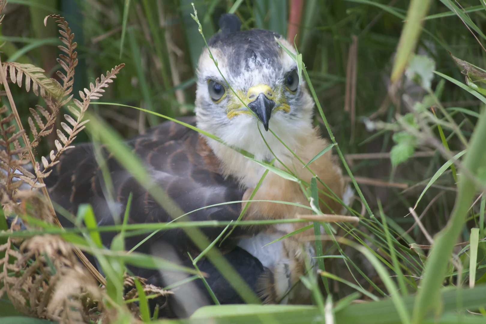 Additional image 35 of 1348C Old Princes Highway, Brooman NSW 2538