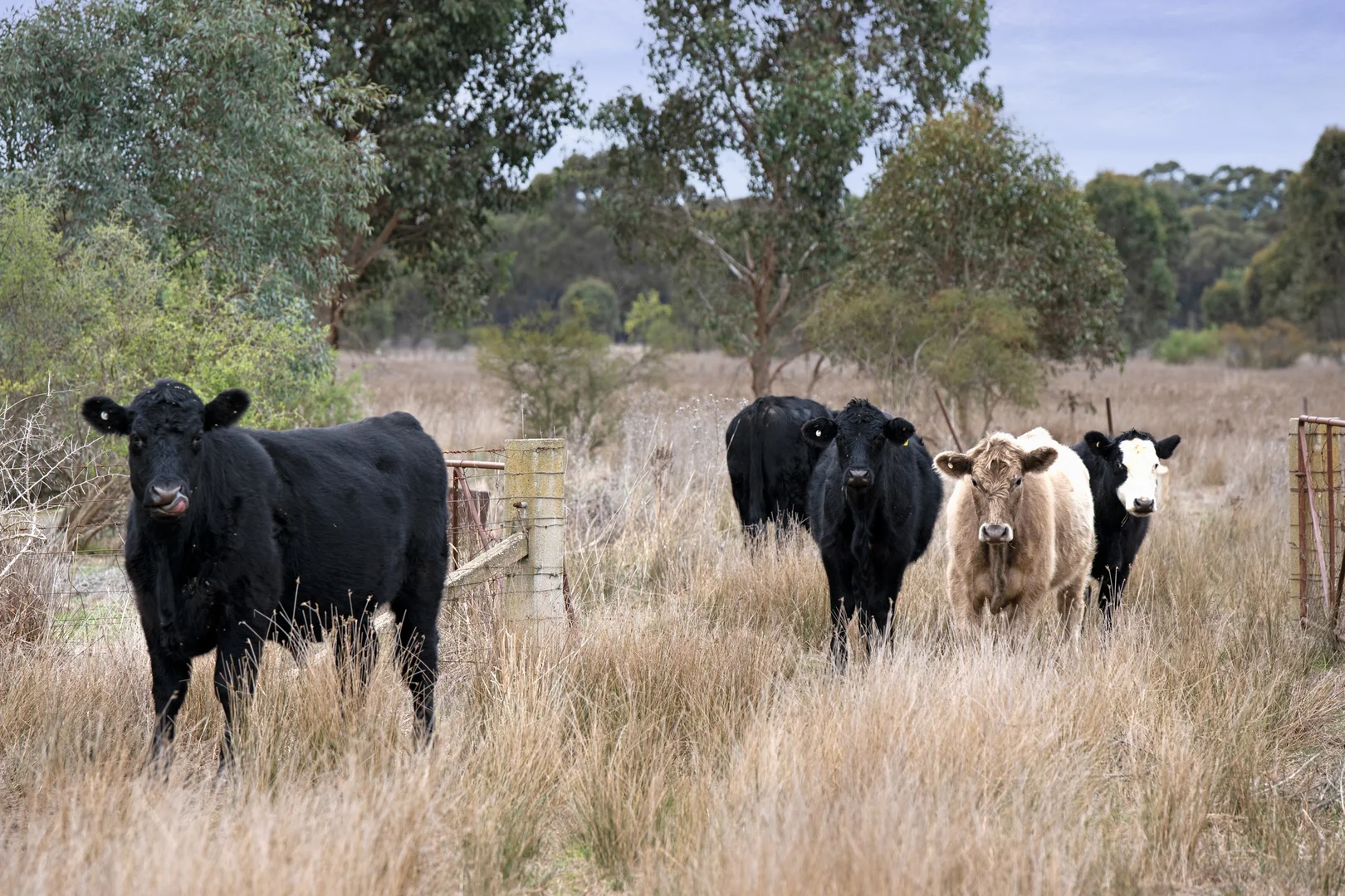 Additional image 4 of 198 Kilborn Road, Carlyle VIC 3685