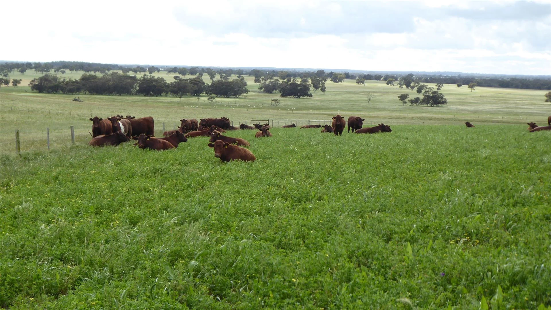 Additional image 17 of 2606 Riddoch Highway, Keith SA 5267