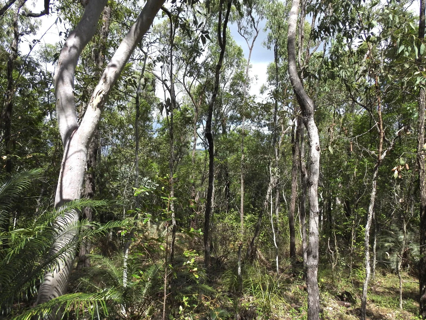 Additional image 9 of LOT 36 Whitsunday Dr, Bloomsbury QLD 4799