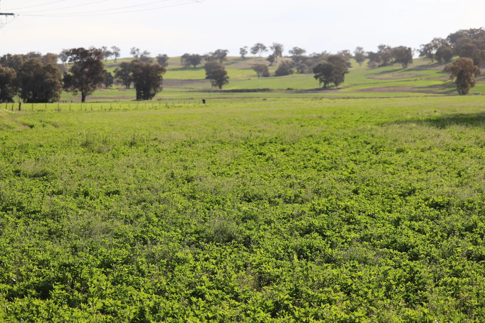 Additional image 2 of 2350 George Russell Drive, Canowindra NSW 2804