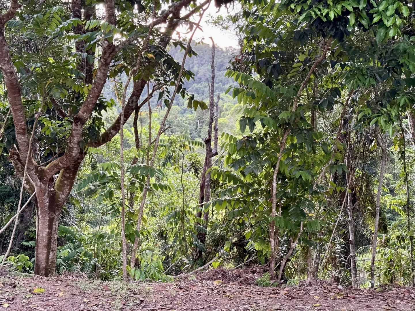 Additional image 13 of 2869 Mossman Daintree Road, Lower Daintree, Daintree QLD 4873