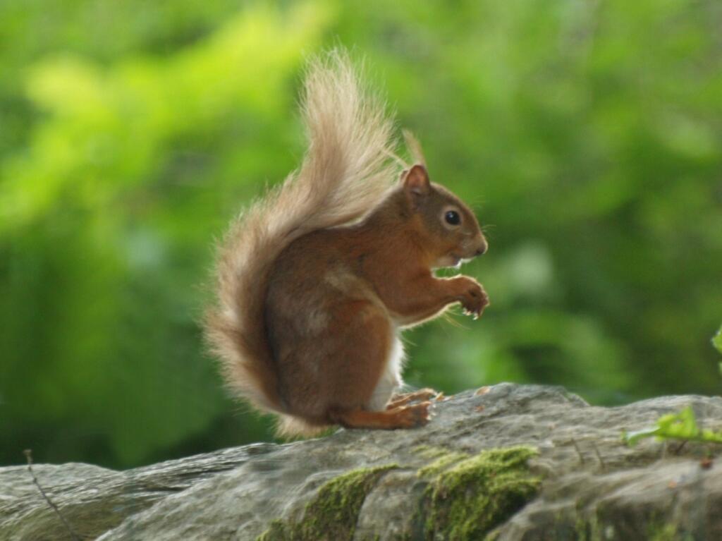 Additional image 31 of Botriphnie Stables, Drummuir