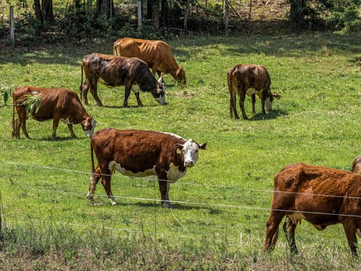 Additional image 19 of 198-220 Tyalgum Road, Murwillumbah NSW 2484