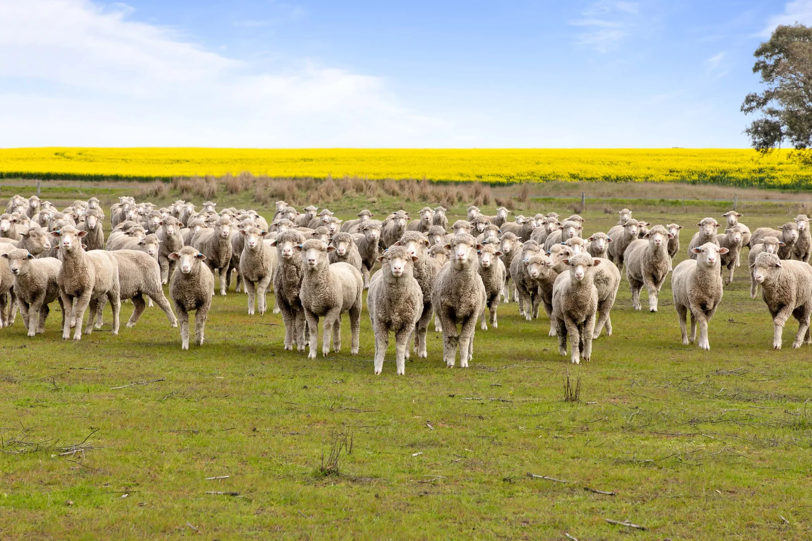 Additional image 14 of Lot 2 Moyston-Willaura Road, Willaura VIC 3379