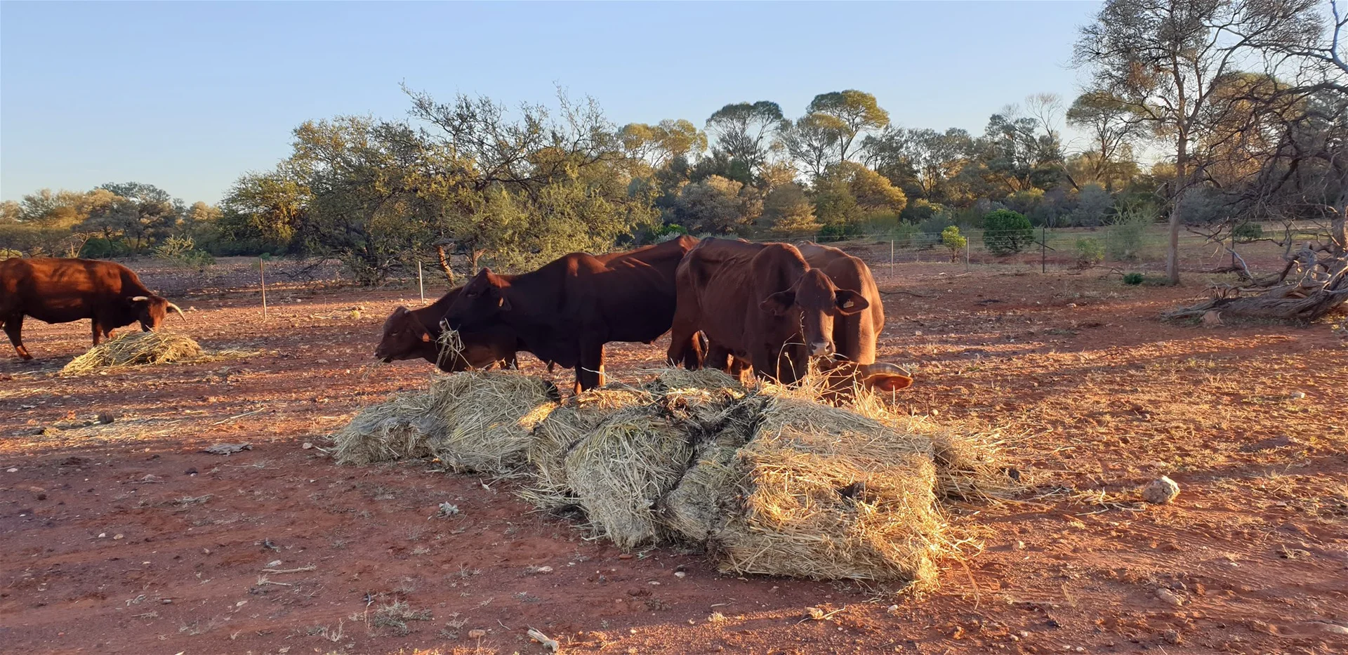 Additional image 17 of Yoothapina Station, Meekatharra WA 6642