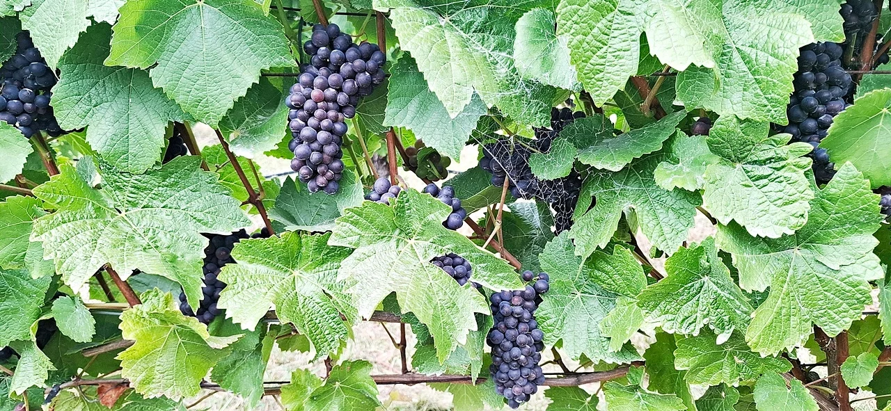 Additional image 11 of 103 Glendale Road, Sidmouth TAS 7270