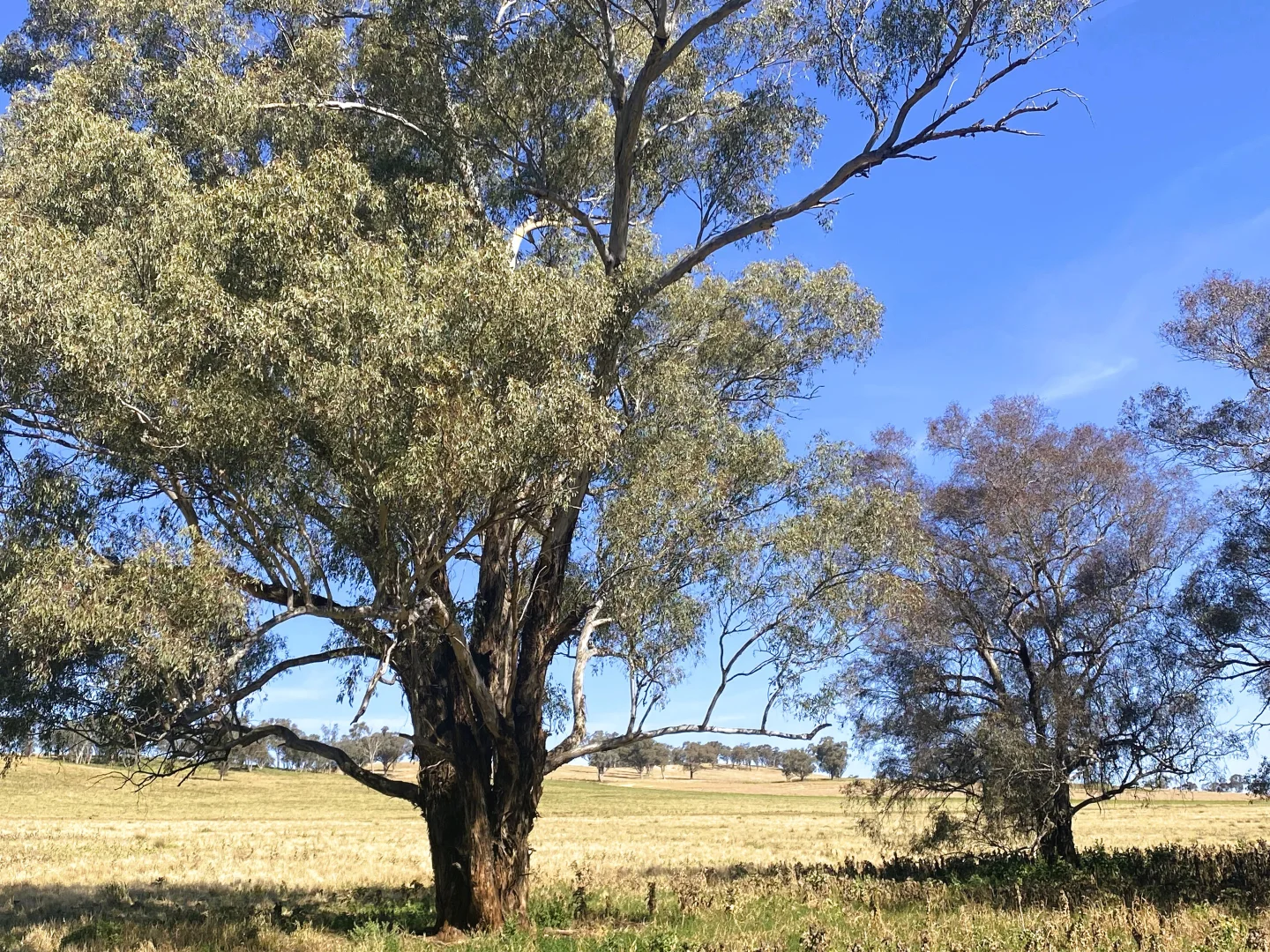 Additional image 15 of 1 Tremains Lane, Toogong NSW 2864
