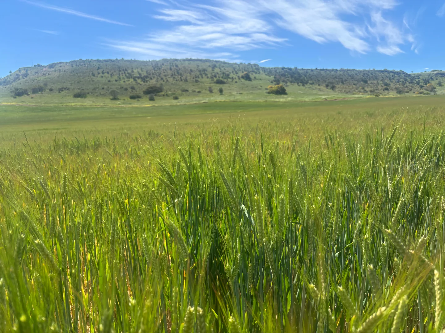 Additional image 9 of 9500 Chapman Valley Road, Narra Tarra WA 6532