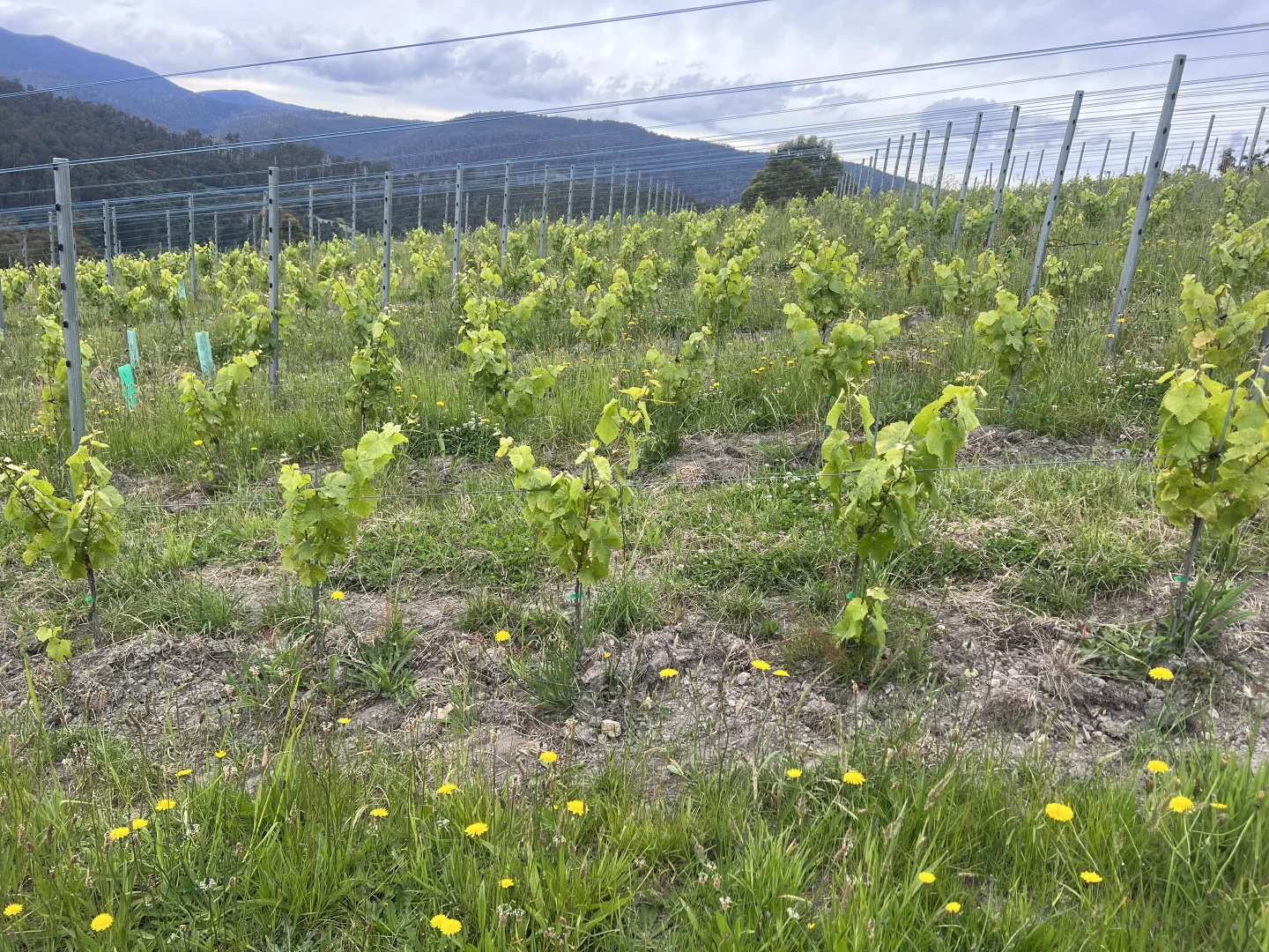 Additional image 22 of Lot 1 Wallace Road, Cygnet TAS 7112