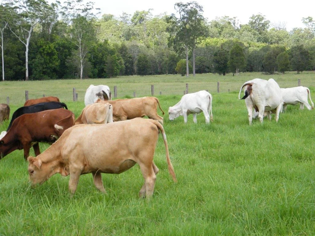 Additional image 70 of Woodford QLD 4514