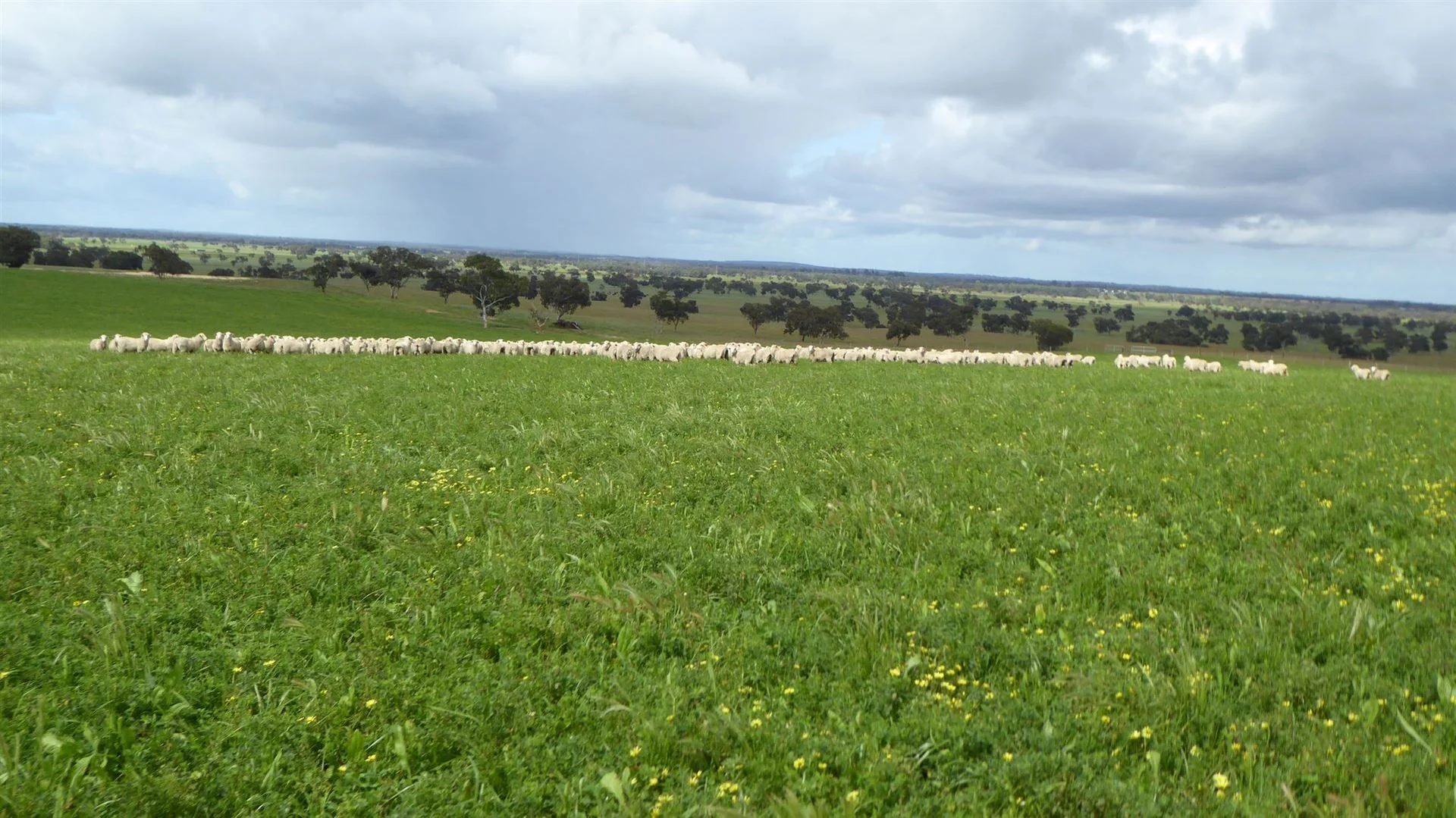 Additional image 13 of 2606 Riddoch Highway, Keith SA 5267