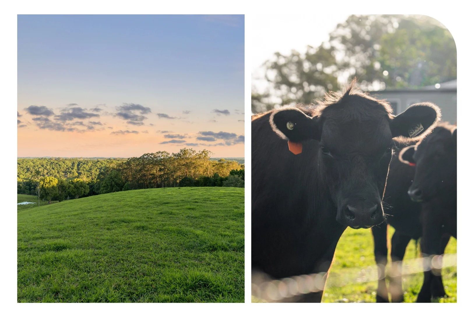 Additional image 21 of 272 Arthur Road, Corndale NSW 2480