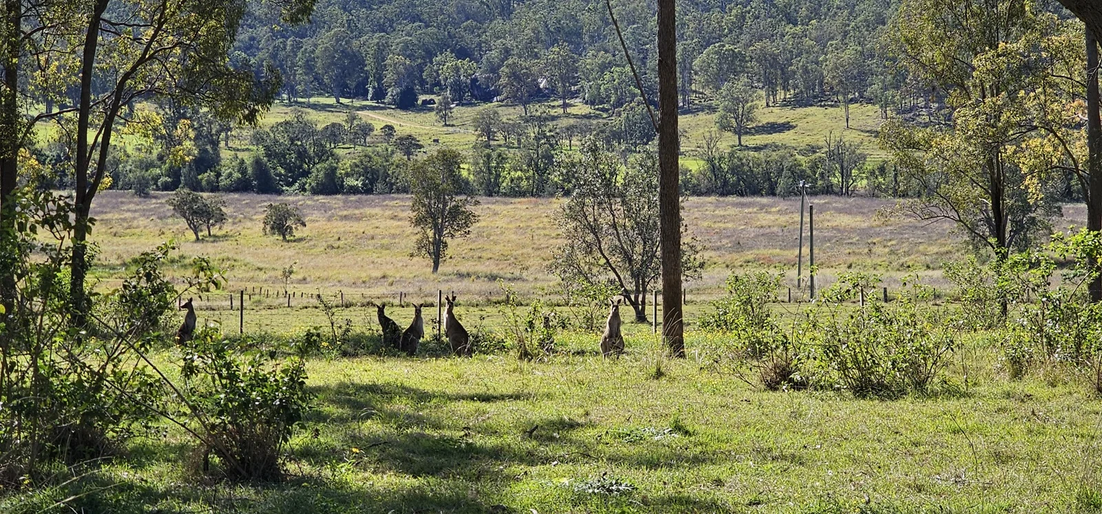 Additional image 16 of 981 Old Dyraaba Road, Lower Dyraaba NSW 2470