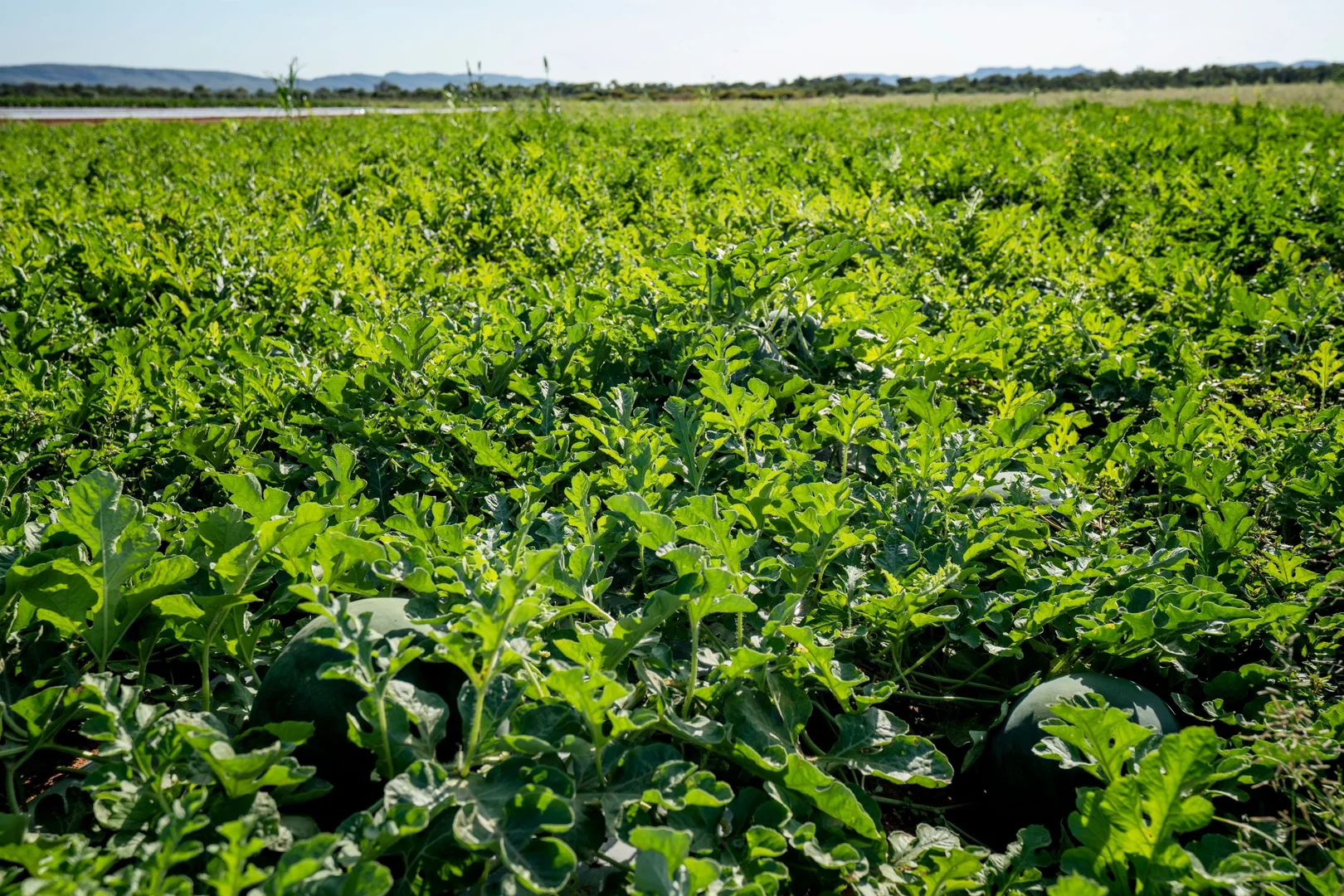 Additional image 32 of 349 Mulligans Lagoon Rd, Kununurra WA 6743