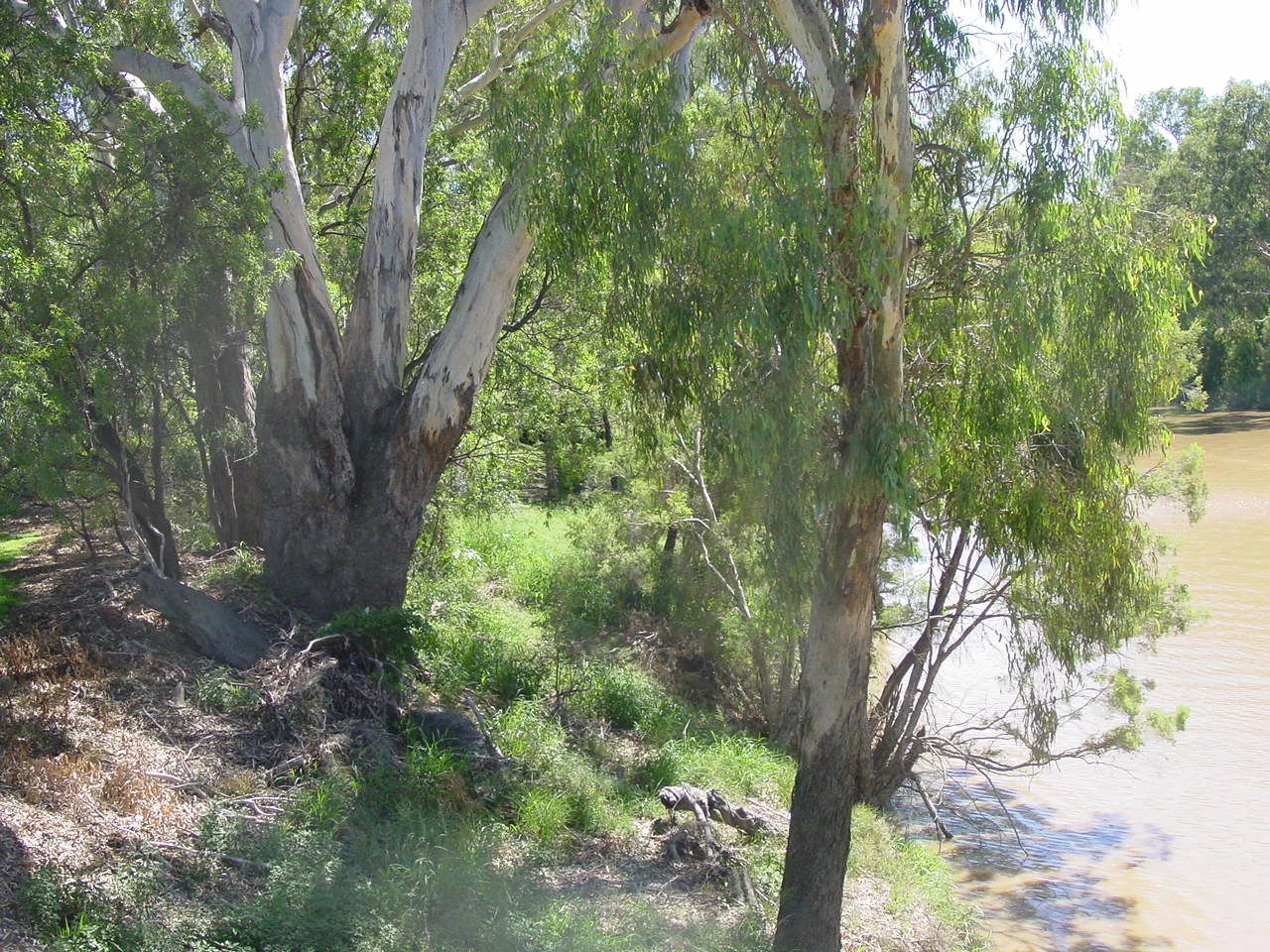 Additional image 15 of Corcoran - Sandalwood Drive, Goondiwindi QLD 4390