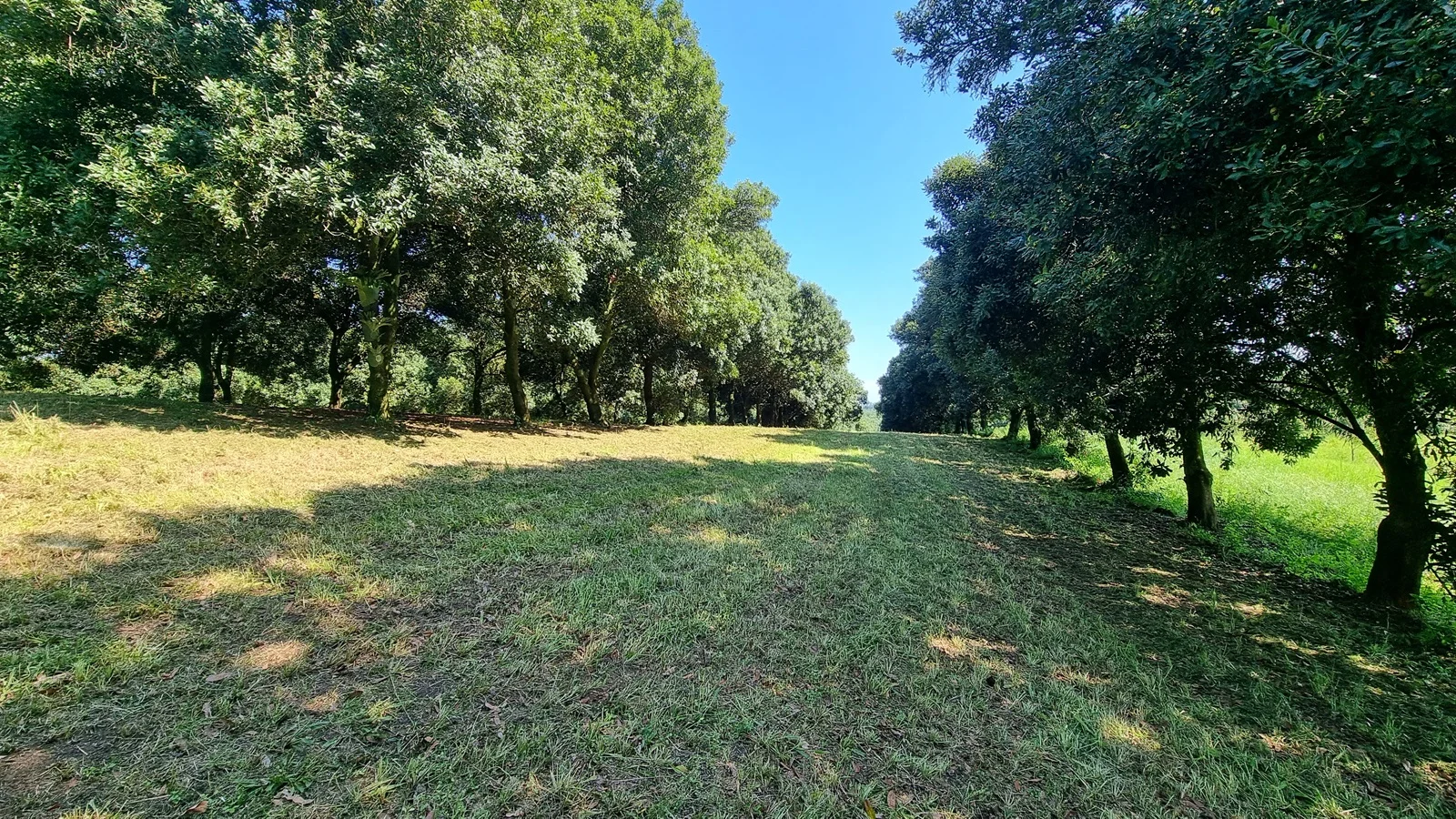 Additional image 19 of 1808 Dunoon Road, Dunoon NSW 2480