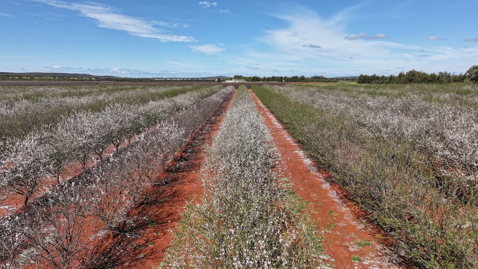Additional image 12 of 226 & 276 New Farms Road, Nericon NSW 2680