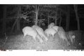 Additional image 6 of Old Bradley Rd, Mardela Springs, MD, 21837
