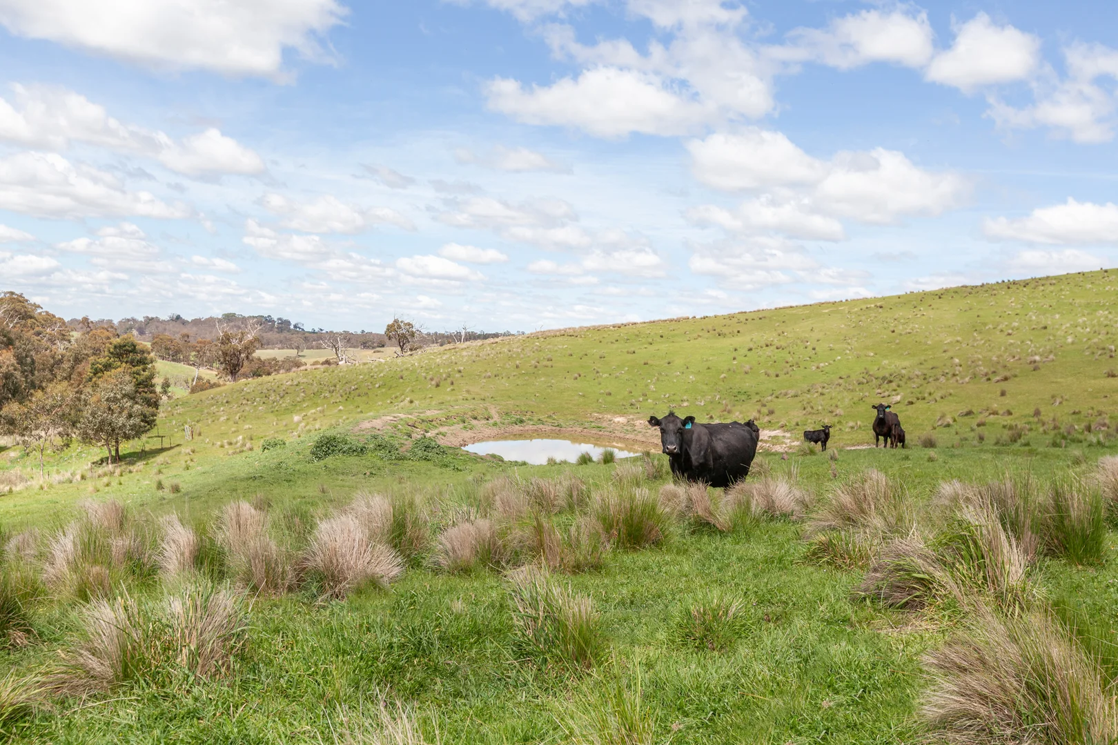 Additional image 9 of 35, 35A, 42 & 42A Romsey Road, Chintin VIC 3756