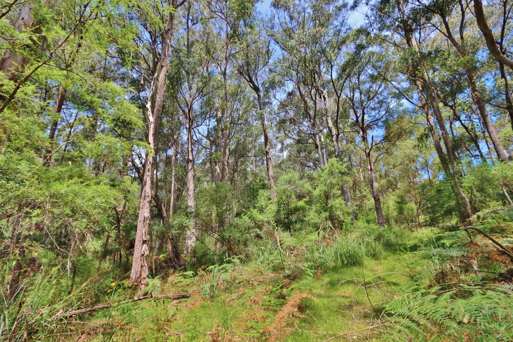 Additional image 5 of 2844 Mt Darragh Road, Wyndham NSW 2550