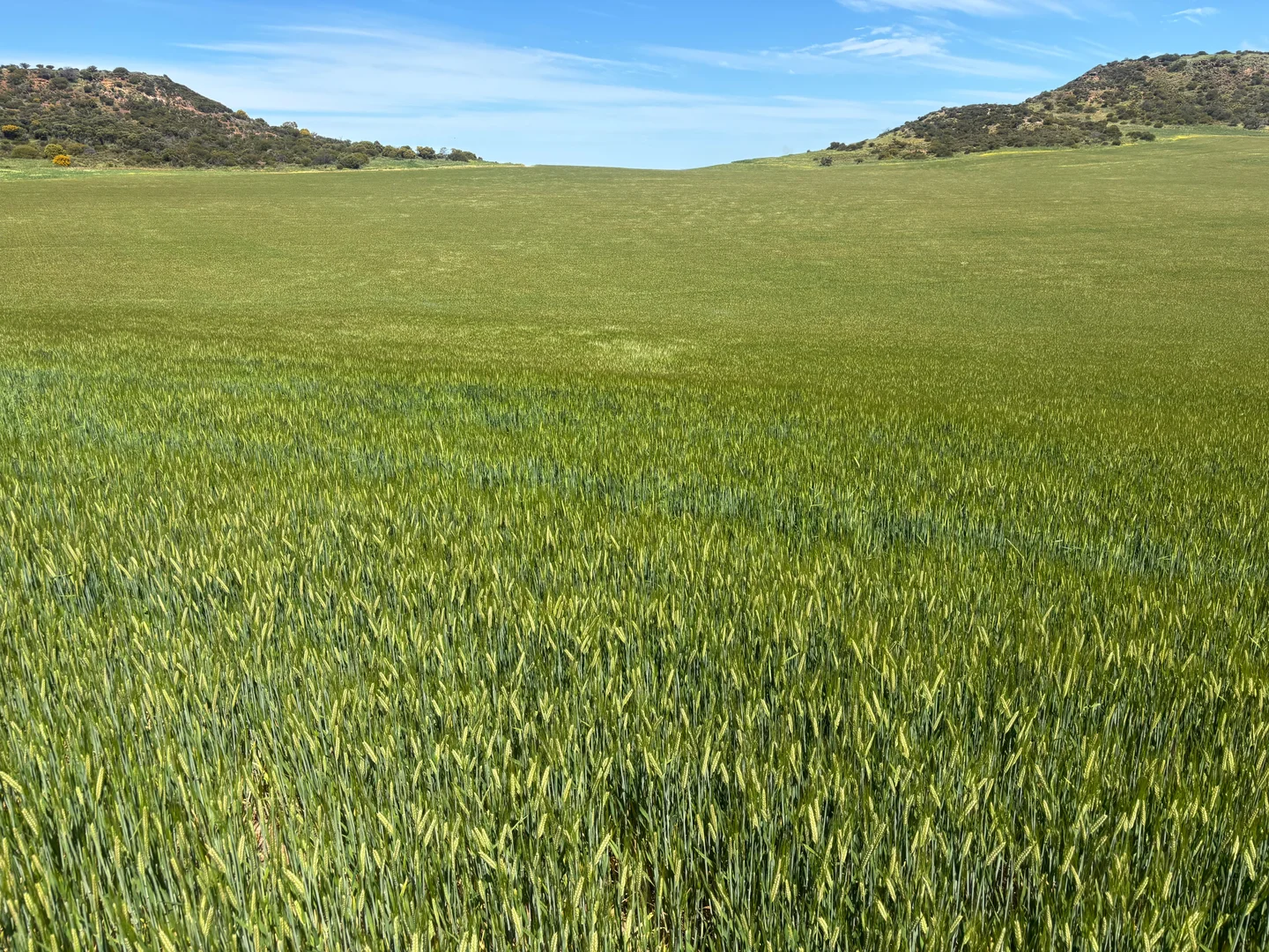 Additional image 19 of 9500 Chapman Valley Road, Narra Tarra WA 6532