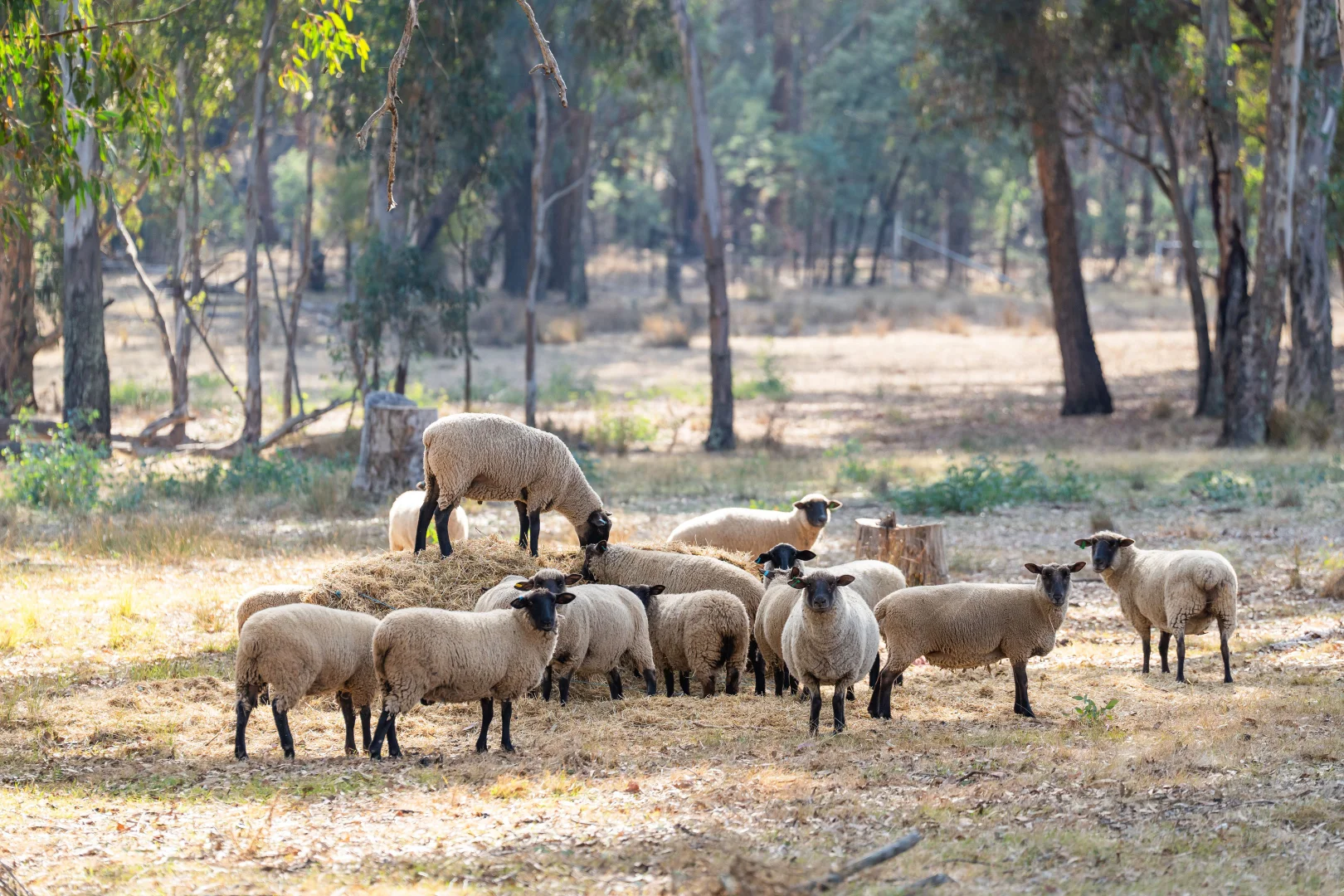 Additional image 11 of 979 Four Mile Lane, Little Billabong NSW 2644