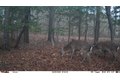 Additional image 18 of Old Bradley Rd, Mardela Springs, MD, 21837