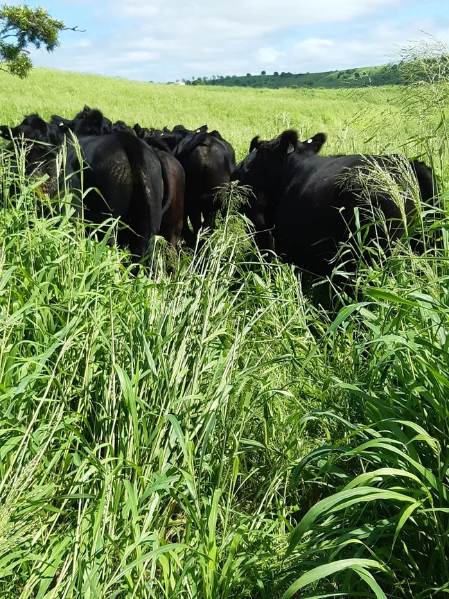 Additional image 6 of 59 Thornville Range Road, Thornville QLD 4352