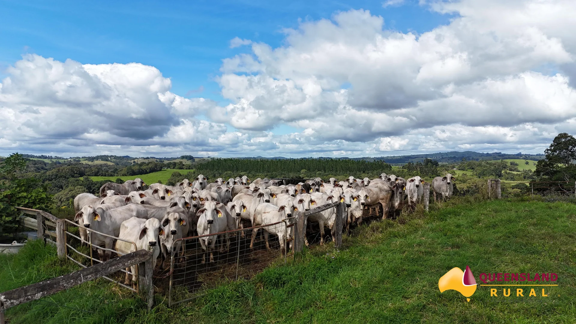 Additional image 11 of Tarzali QLD 4885