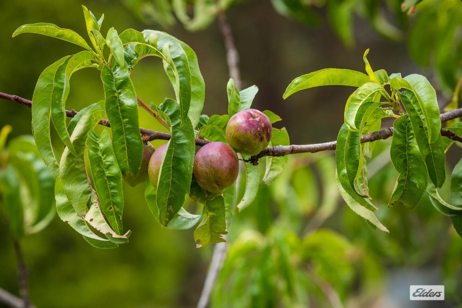 Additional image 31 of 448 Wyndham Lane, Kanoona NSW 2550