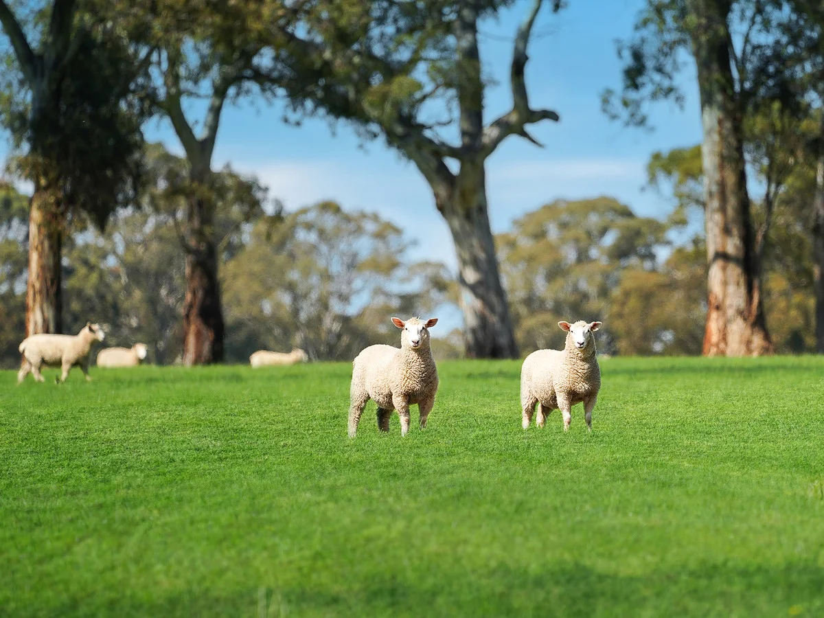 Additional image 6 of 813 Yarramyljup Road, Rocklands VIC 3401