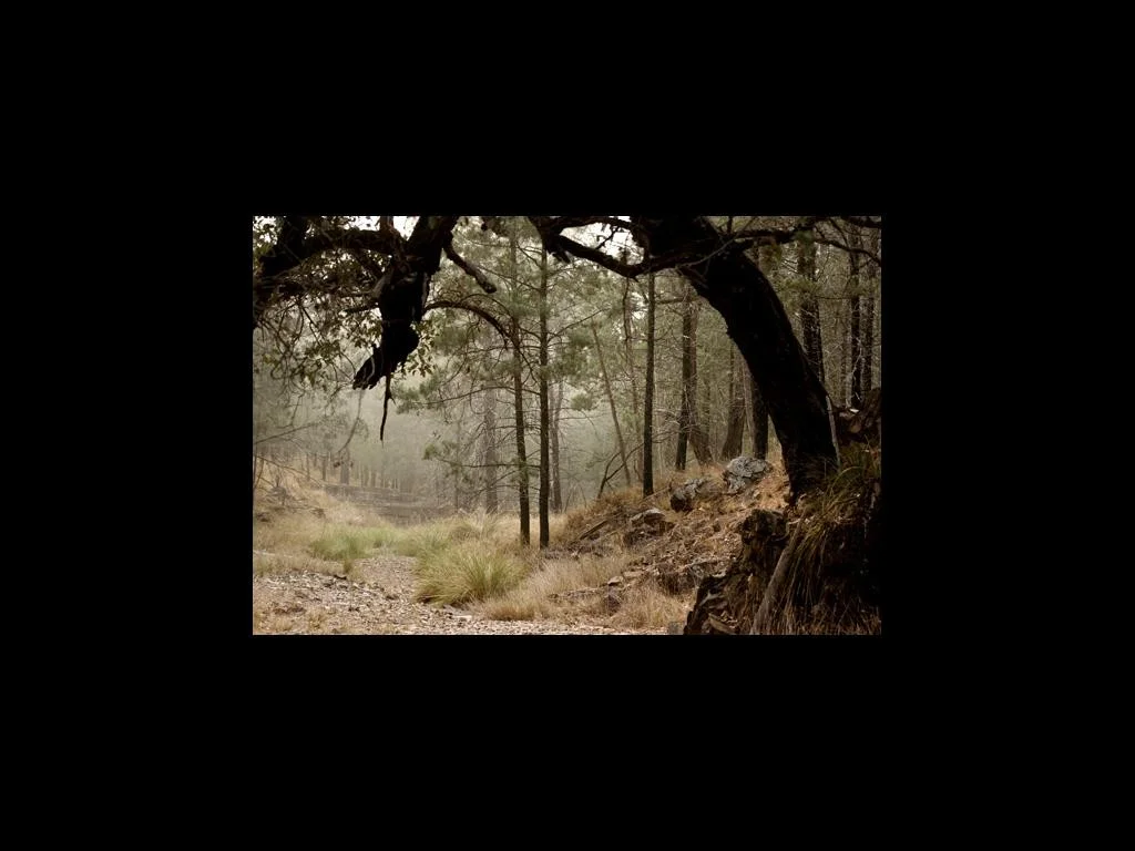 Additional image 3 of Limevale QLD 4384