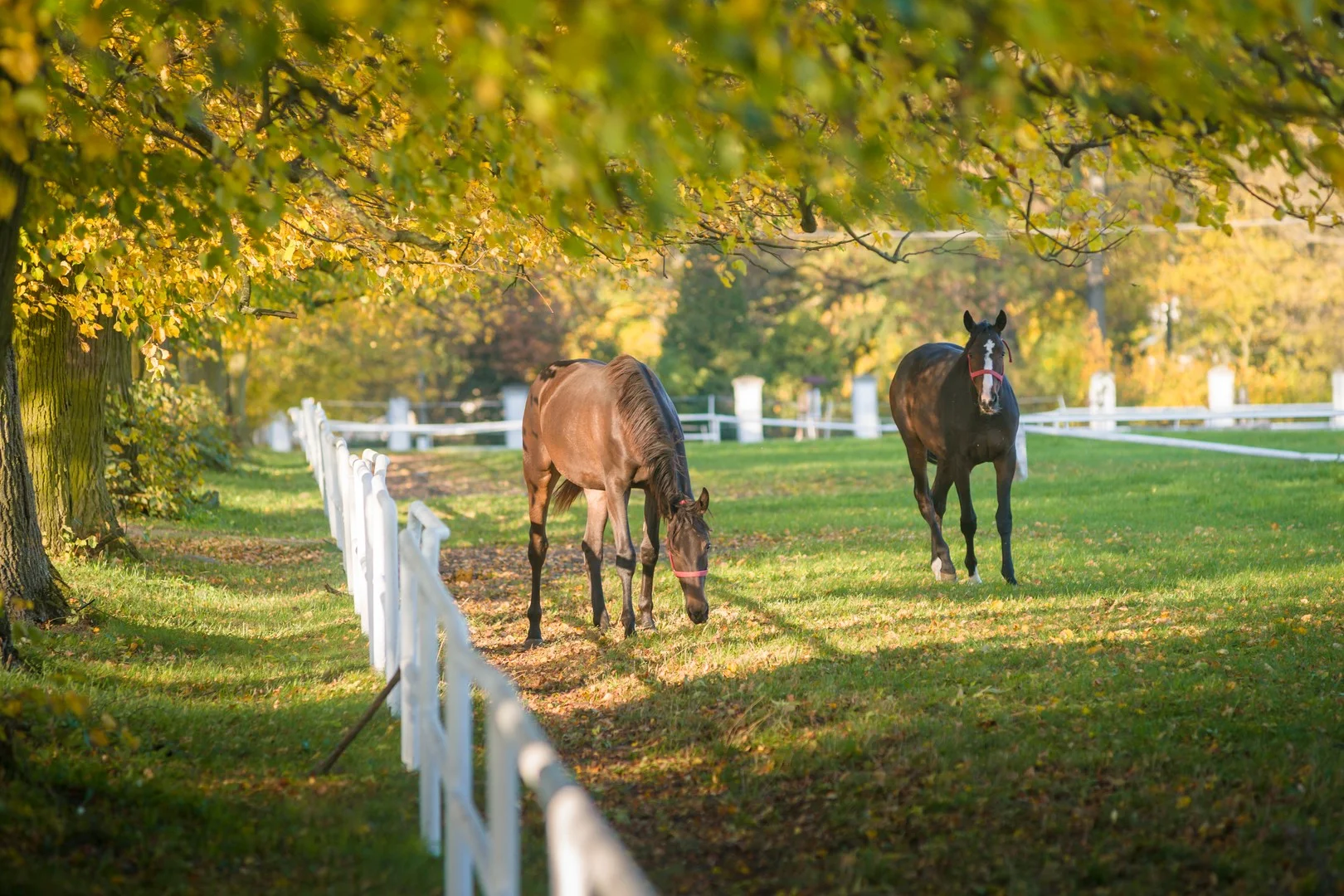 Additional image 3 of Lot 22/2A Brabham Way, Langwarrin VIC 3910