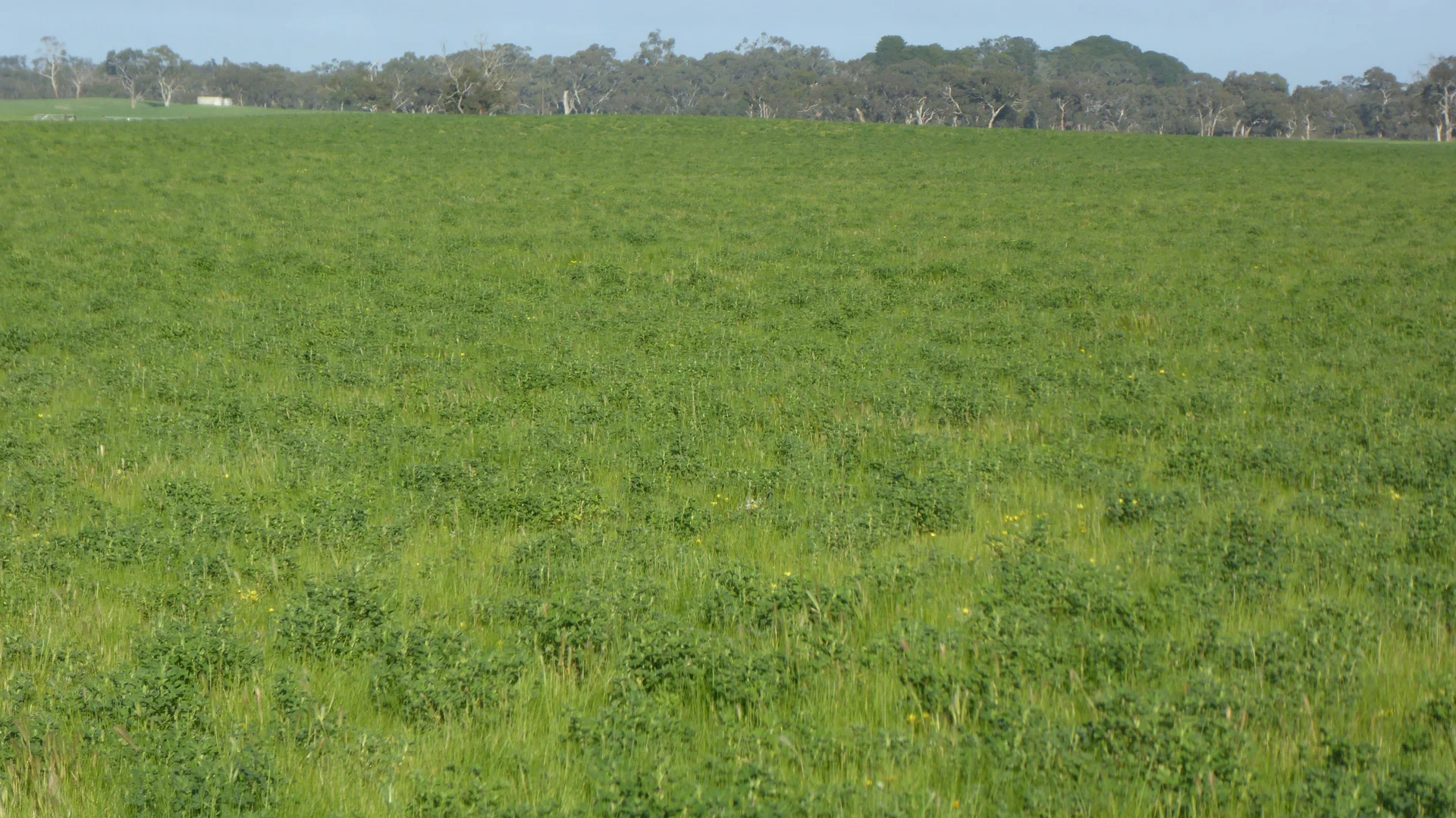 Additional image 10 of "Wyruna" 2989 Naracoorte Road, Western Flat SA 5268