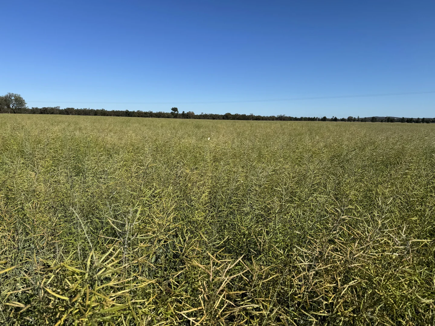 Additional image 8 of 'Boree Glen' 456 Whymarks Lane, Tullibigeal NSW 2669