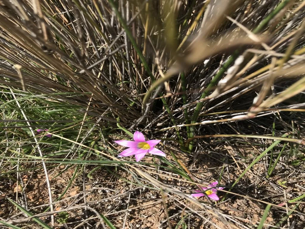 Additional image 44 of 3378 Mid Western Highway, Grenfell NSW 2810