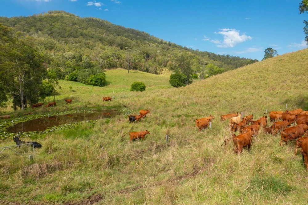 Additional image 21 of 1562-1620 NORTH ARM ROAD, Argents Hill NSW 2449