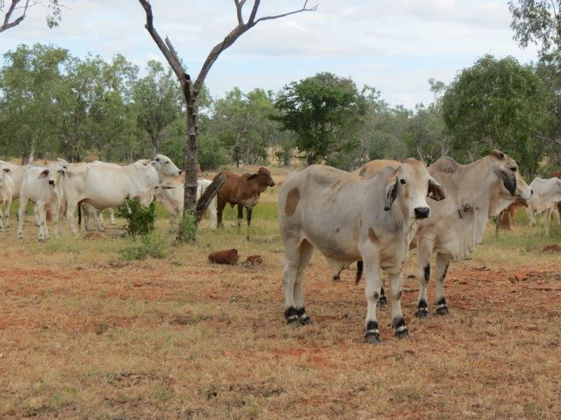 Additional image 28 of Van Lee Station, Mount Surprise QLD 4871