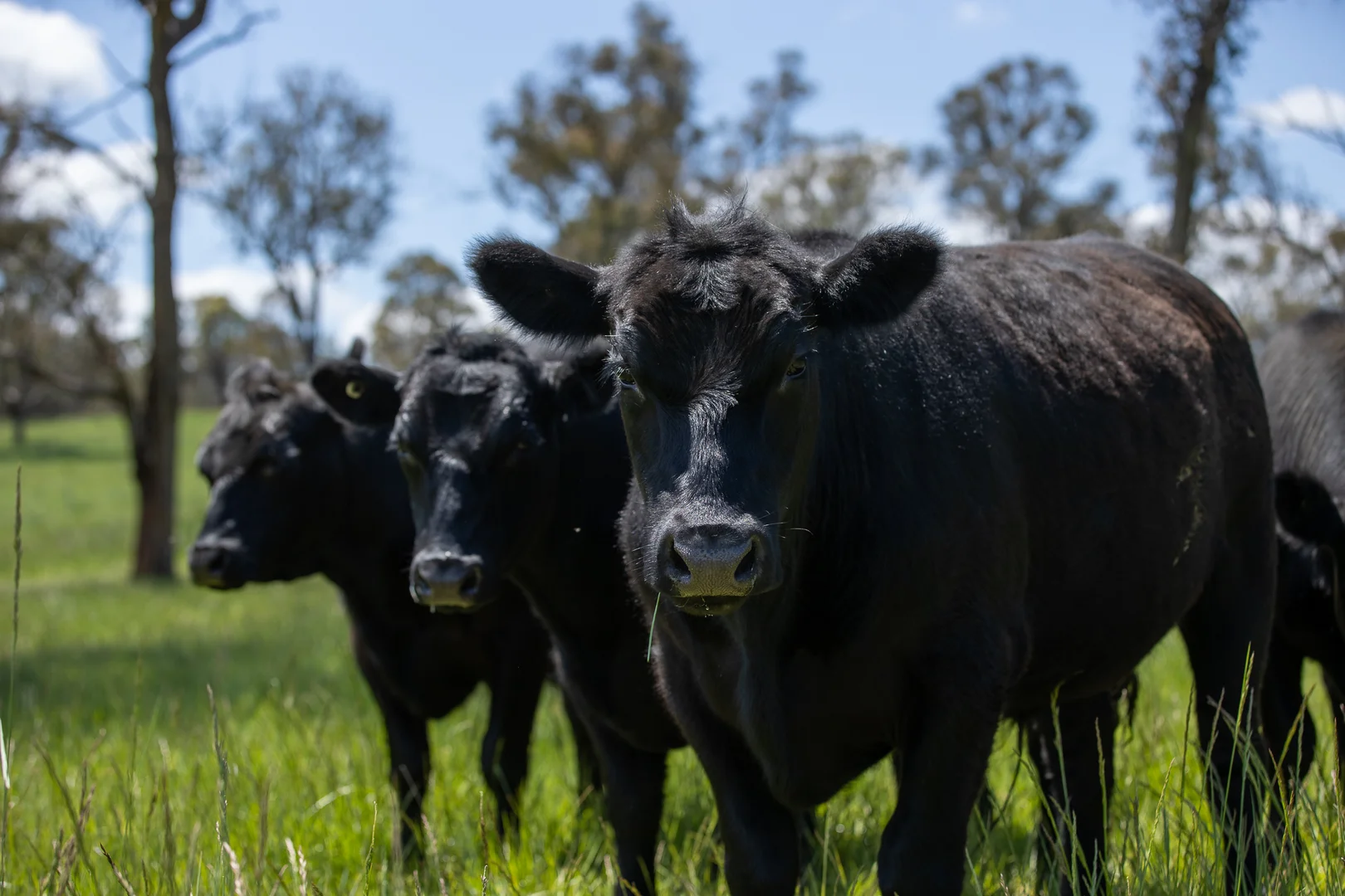 Additional image 12 of 191 Thunderbolts Way, Walcha NSW 2354