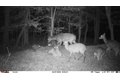 Additional image 14 of Old Bradley Rd, Mardela Springs, MD, 21837