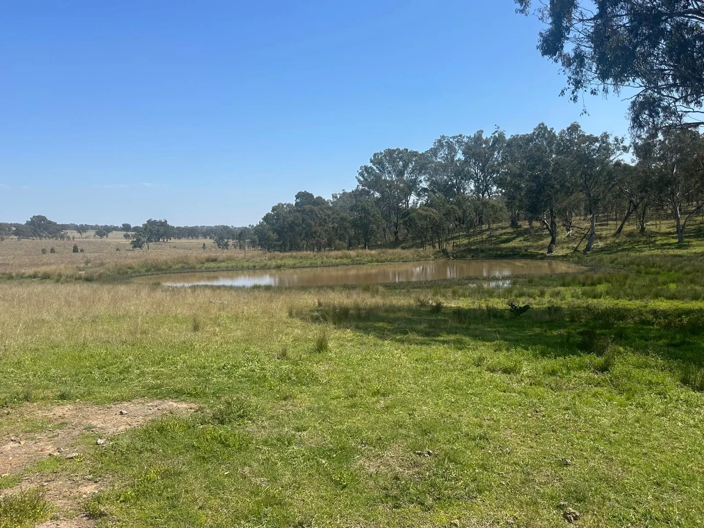 Additional image 21 of "Coolendoon" 810 The Pocket Road, Bukkulla NSW 2360