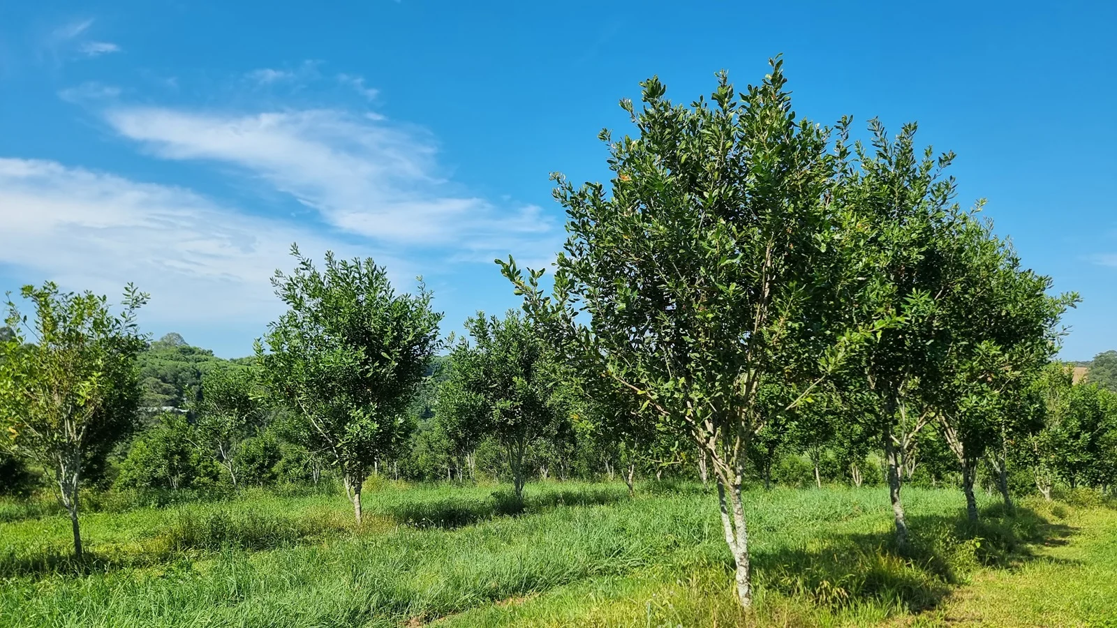 Additional image 5 of 1808 Dunoon Road, Dunoon NSW 2480