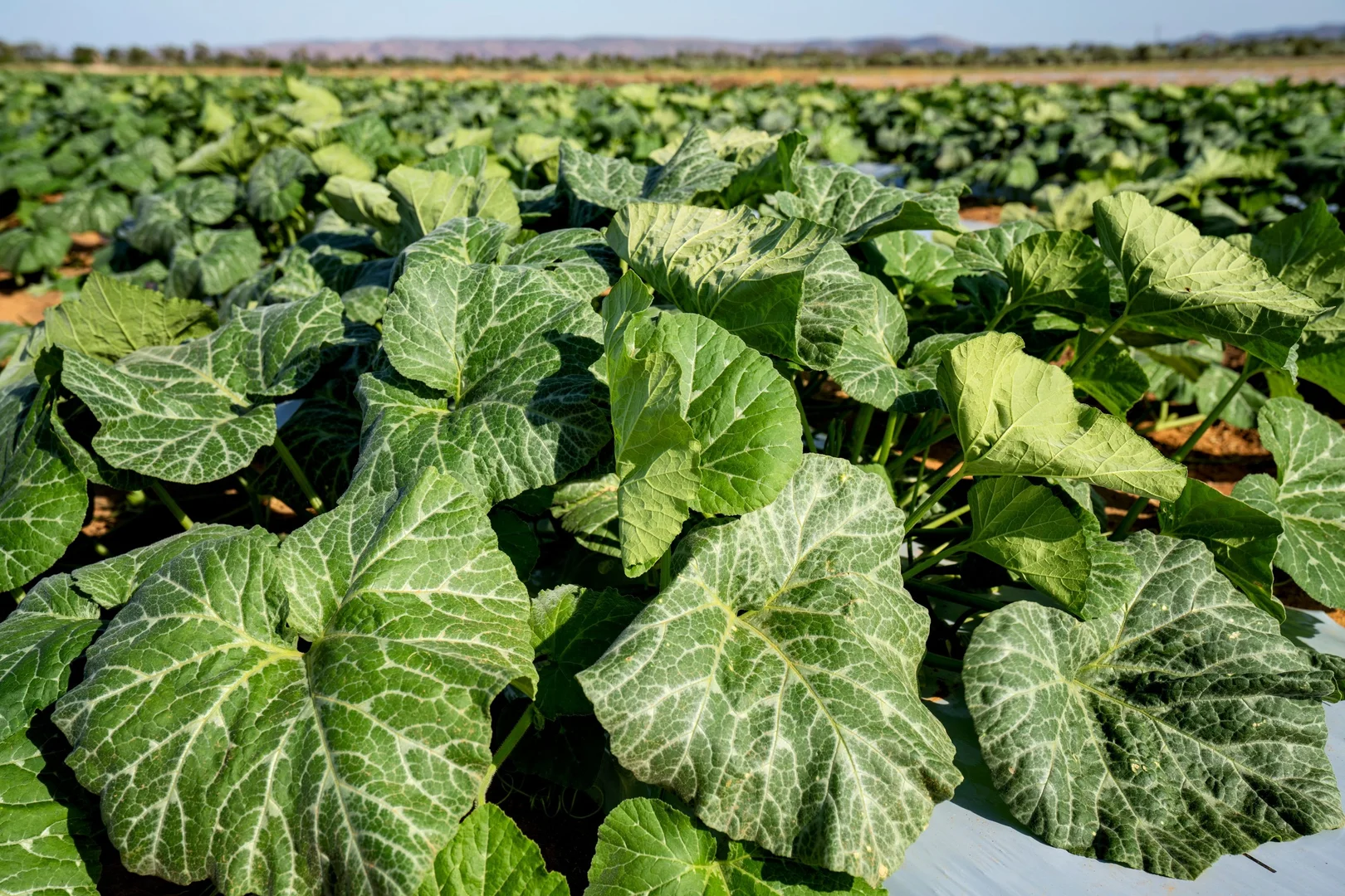 Additional image 30 of 349 Mulligans Lagoon Rd, Kununurra WA 6743