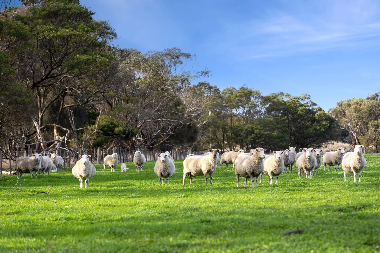 Additional image 5 of 680 Ghazeepore Road, Freshwater Creek VIC 3217