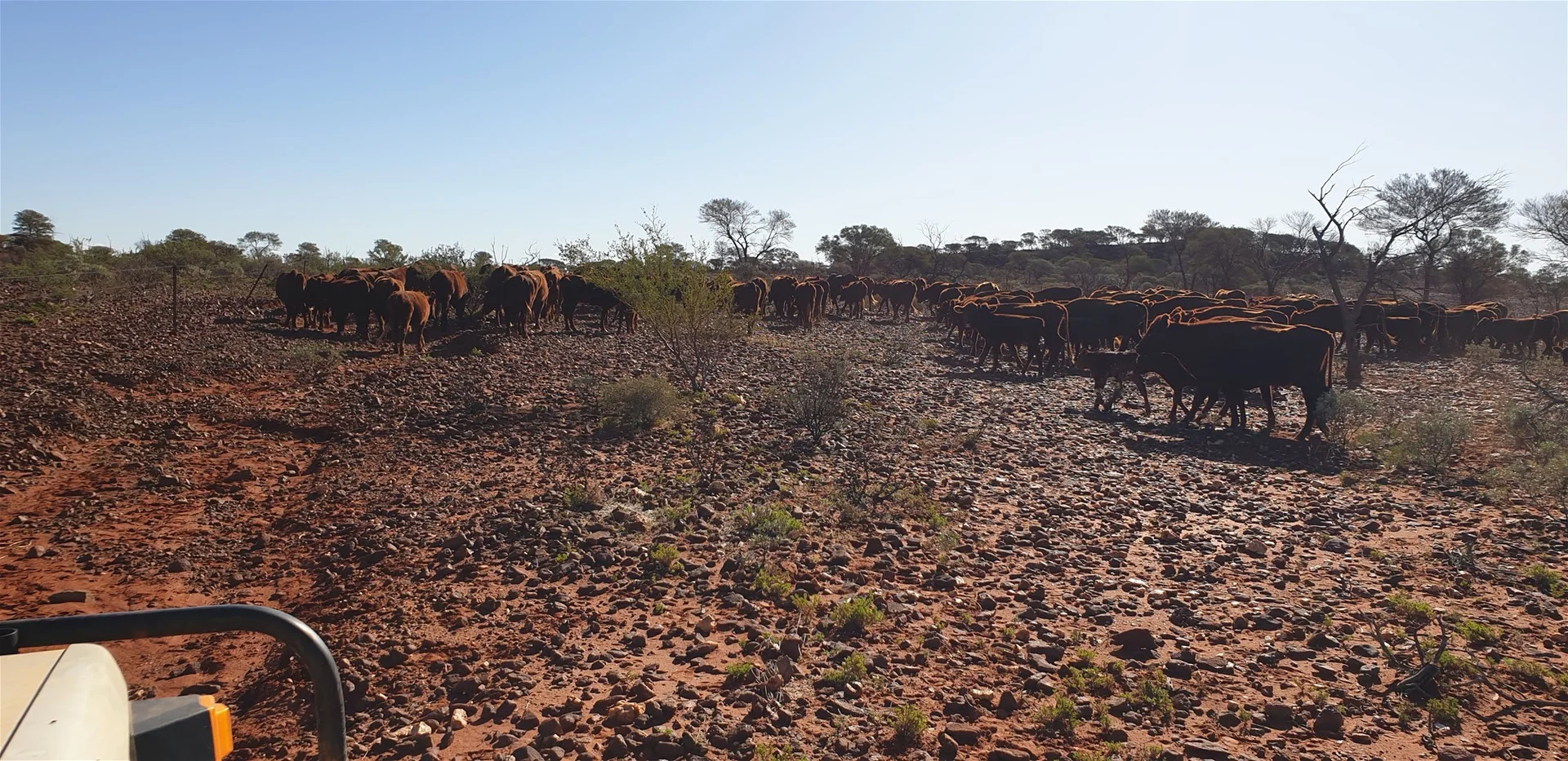 Additional image 20 of Yoothapina Station, Meekatharra WA 6642
