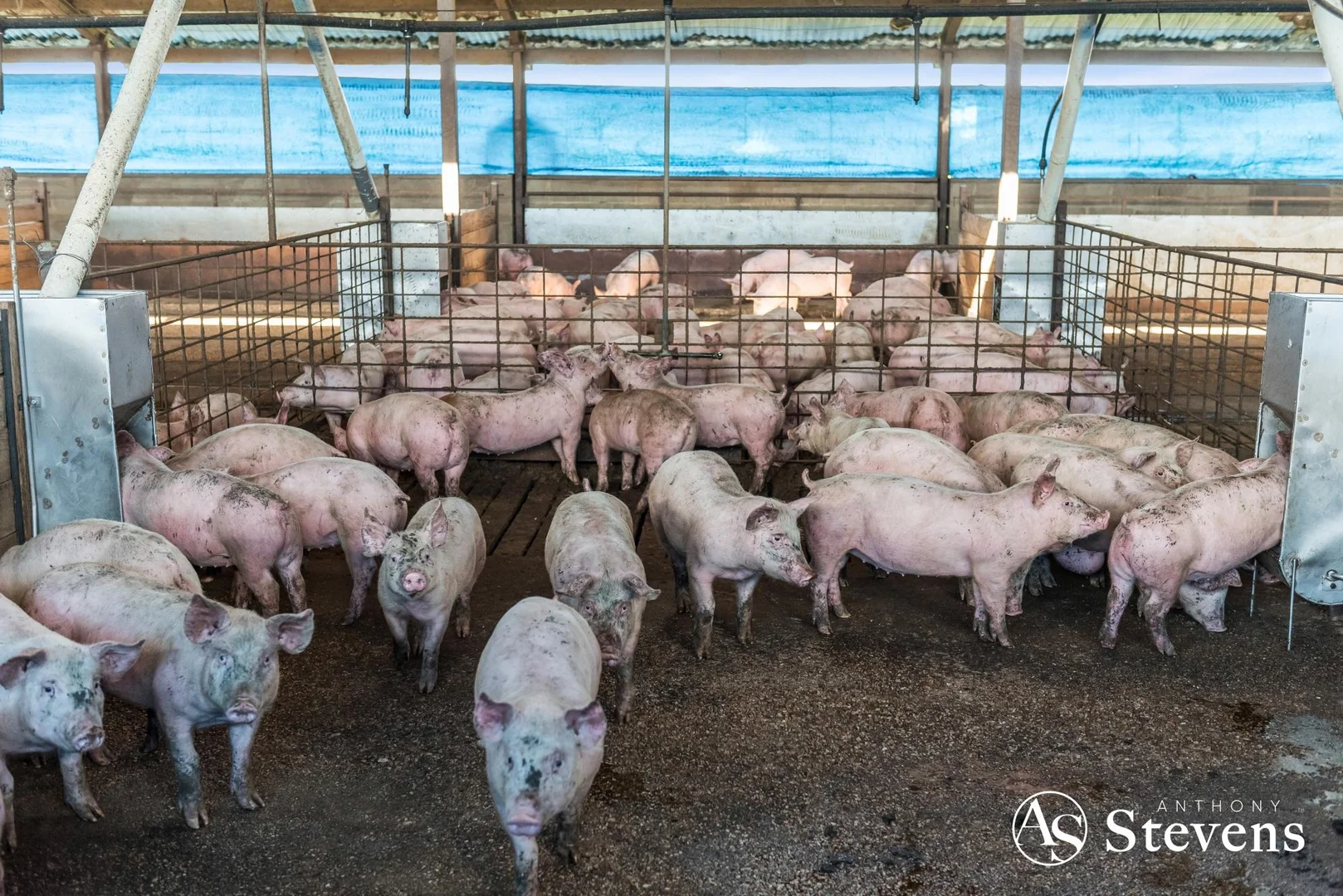 Additional image 8 of 499 Old Wedderburn Road, Slaty Creek VIC 3477