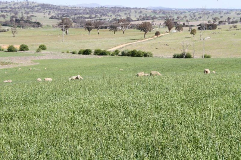 Additional image 10 of 3/83 Yass Valley Way, Manton NSW 2582